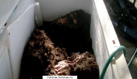 A fost descoperit un cadavru de Bigfoot - Patru cautatori de urme profesionisti din statele - Hot News